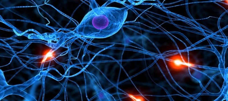 neurones